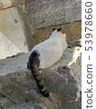 Turkey cat relaxing on the ruins 53978660