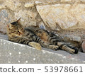 Turkish stray cat 53978661