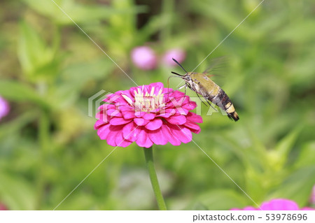 A hawk moth sucking the honey of zinnia A hawk moth sucking the honey of zinnia 53978696