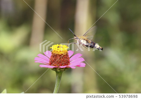 A hawk moth sucking the honey of zinnia A hawk moth sucking the honey of zinnia 53978698