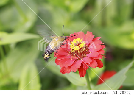 A hawk moth sucking the honey of zinnia A hawk moth sucking the honey of zinnia 53978702