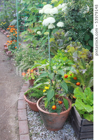 Potage of the garden Potage of the garden 53979148