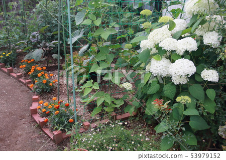 Potage of the garden Potage of the garden 53979152