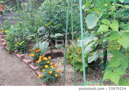 Potage of the garden Potage of the garden 53979154