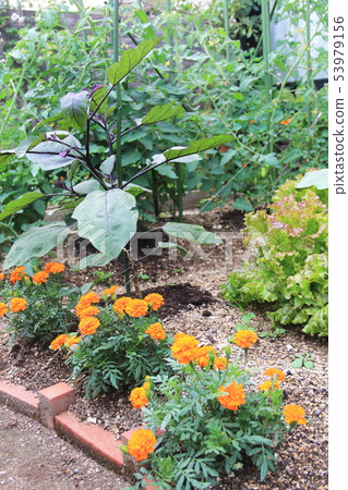 Potage of the garden Potage of the garden 53979156