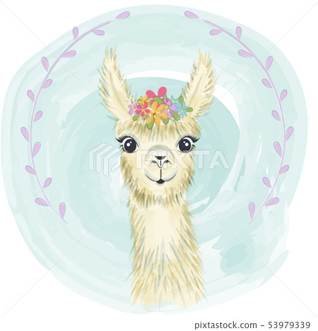Happy cute little llama smiling Happy cute little llama smiling 53979339