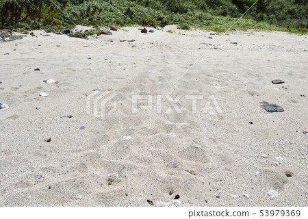 Log turtle landing site on Amami Oshima 53979369