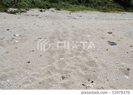 Log turtle landing site on Amami Oshima 53979370