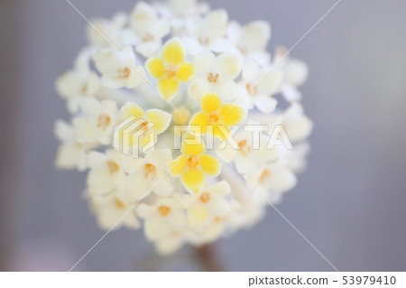 Mitsumata Mitsumata 53979410