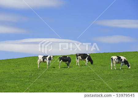 Grassland and cow with blue sky 53979545