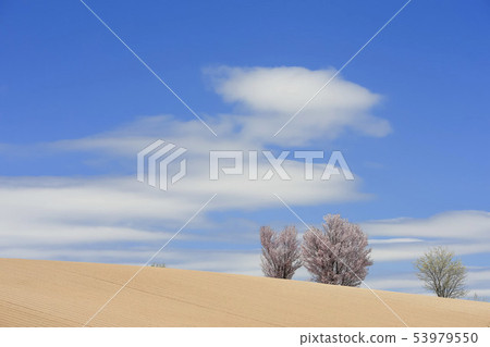 Earth and cherry blossom Earth and cherry blossom 53979550