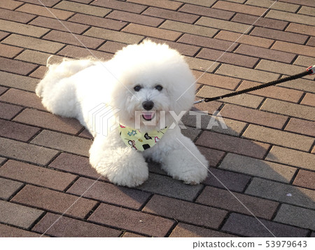 Mofumofu cute dog Mofumofu cute dog 53979643