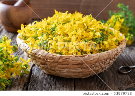 St. John's wort flowers in a wicker basket St. John's wort flowers in a wicker basket 53979758