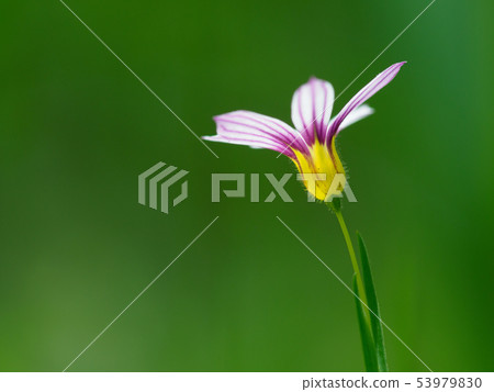 一個小花園石芽在初夏開花 一個小花園石芽在初夏開花 53979830