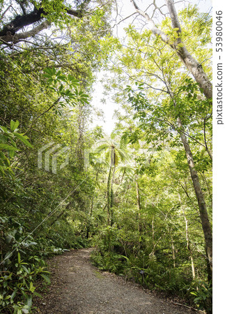 Amami Oshima Kinsaku Primeval Forest Walking Path Subtropical Forest Primitive Forest Amami Trekking Amami Oshima Kinsaku Primeval Forest Walking Path Subtropical Forest Primitive Forest Amami Trekking 53980046