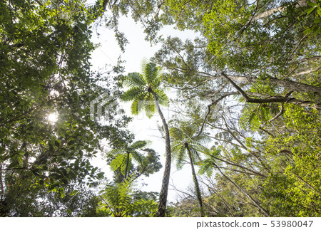 Amami Oshima Amami's Sky Kinsakubara Primary Forest Subtropical Forest Amami Symbol Amami Oshima Amami's Sky Kinsakubara Primary Forest Subtropical Forest Amami Symbol 53980047
