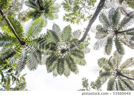Nature of Amami Oshima, Landscape of Amami, Kinsakubaru Primeval Forest, Subtropical Forest, Symbol of Amami Nature of Amami Oshima, Landscape of Amami, Kinsakubaru Primeval Forest, Subtropical Forest, Symbol of Amami 53980048