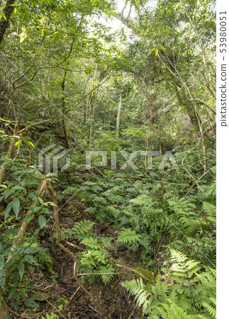 Amami Oshima Kinsakubara Primary Forest Subtropical Forest Primitive Forest Amami Trekking Amami Oshima Kinsakubara Primary Forest Subtropical Forest Primitive Forest Amami Trekking 53980051