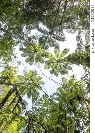 Amami Oshima Amami's Sky Kinsakubara Primary Forest Subtropical Forest Amami Symbol Amami Oshima Amami's Sky Kinsakubara Primary Forest Subtropical Forest Amami Symbol 53980052