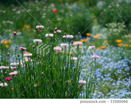 Cornflower in the flower garden Cornflower in the flower garden 53980066