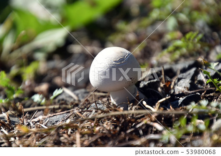 White mushroom 53980068