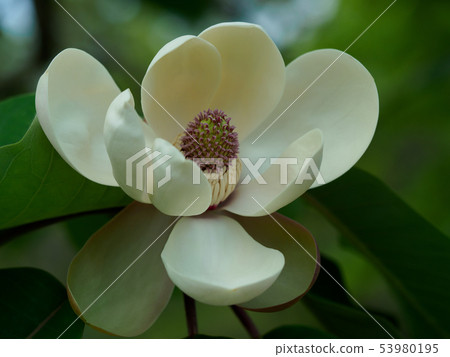 開花的大榿木花在初夏 開花的大榿木花在初夏 53980195