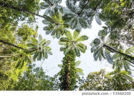 Nature of Amami Oshima, Landscape of Amami, Kinsakubaru Primeval Forest, Subtropical Forest, Symbol of Amami Nature of Amami Oshima, Landscape of Amami, Kinsakubaru Primeval Forest, Subtropical Forest, Symbol of Amami 53980200