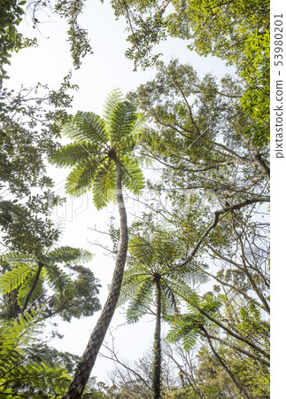 奄美大島Kinsakuhara原始森林亞熱帶森林蜥蜴hego奄美符號 53980201