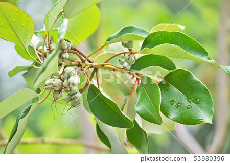 Green rhododendron fruit (summer, June) 53980396