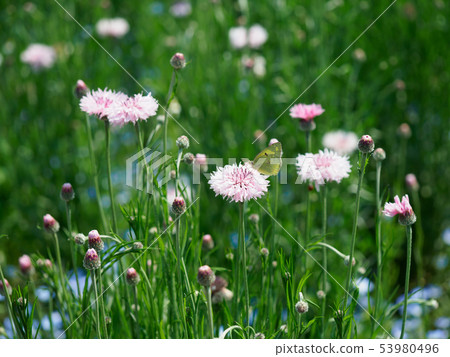 矢車菊和帝王蝶 53980496