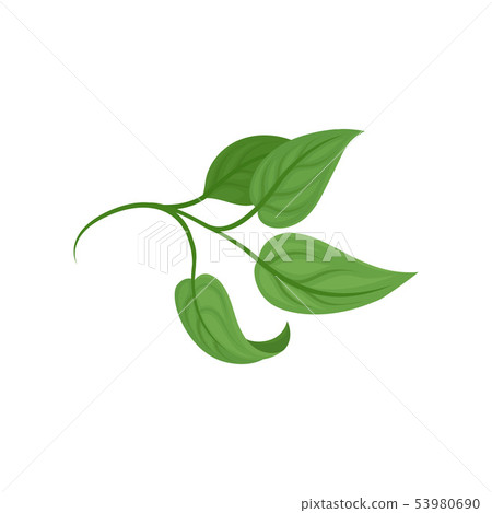 Short stem with leaves. Vector illustration on white background. 53980690