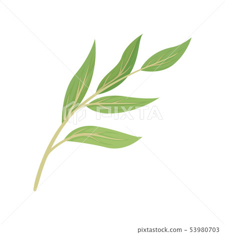 Beige stem with leaves. Vector illustration on white background. 53980703