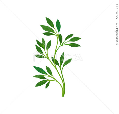 Thin stem with leaves. Vector illustration on white background. Thin stem with leaves. Vector illustration on white background. 53980745