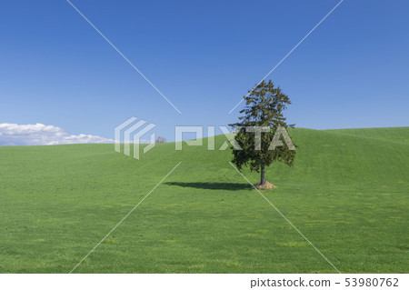 草甸和藍天和樹簡單的背景 53980762