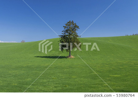 草甸和藍天和樹簡單的背景 草甸和藍天和樹簡單的背景 53980764