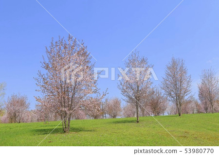 藍天和櫻花 藍天和櫻花 53980770