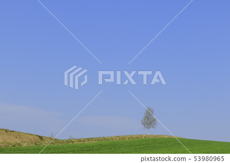 草甸和藍天和樹 53980965