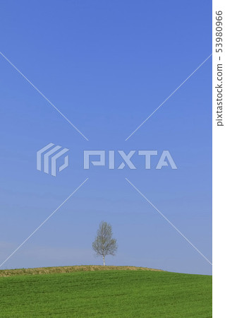 草甸和藍天和樹 53980966