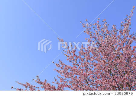 Cherry blossoms blue sky background texture Cherry blossoms blue sky background texture 53980979
