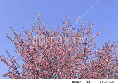 Cherry blossoms blue sky background texture Cherry blossoms blue sky background texture 53980980
