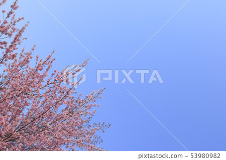 櫻花藍天背景紋理 53980982