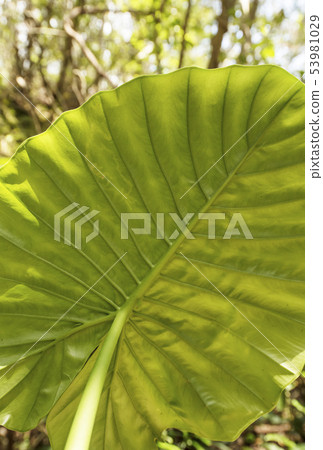 Amami Oshima Kwazuimo Kinsakuhara Primary Forest Subtropical Forest Totoro Umbrella Amami Trekking Amami Oshima Kwazuimo Kinsakuhara Primary Forest Subtropical Forest Totoro Umbrella Amami Trekking 53981029