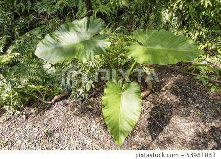 Amami Oshima Kwazuimo Kinsakuhara Primary Forest Subtropical Forest Totoro Umbrella Amami Trekking Amami Oshima Kwazuimo Kinsakuhara Primary Forest Subtropical Forest Totoro Umbrella Amami Trekking 53981031