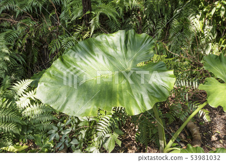 Amami Oshima Kwazuimo Kinsakuhara Primary Forest Subtropical Forest Totoro Umbrella Amami Trekking Amami Oshima Kwazuimo Kinsakuhara Primary Forest Subtropical Forest Totoro Umbrella Amami Trekking 53981032