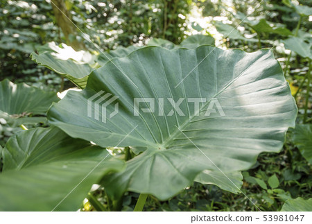 Nature of Amami Oshima: Alocasia subtropical forest, Totoro umbrella, Kinsakubaru virgin forest Nature of Amami Oshima: Alocasia subtropical forest, Totoro umbrella, Kinsakubaru virgin forest 53981047