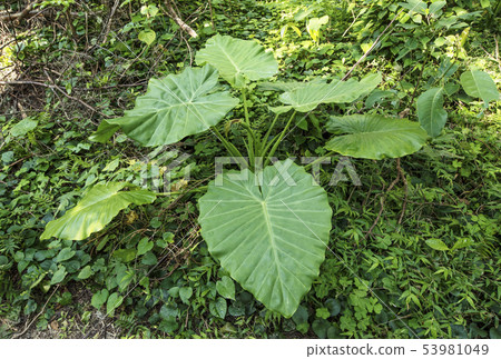 Nature of Amami Oshima: Alocasia subtropical forest, Totoro umbrella, Kinsakubaru virgin forest Nature of Amami Oshima: Alocasia subtropical forest, Totoro umbrella, Kinsakubaru virgin forest 53981049