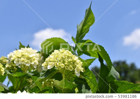 Hydrangea (hydrangea) 53981186