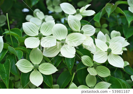 淺黃綠色的常綠商陸花 53981187