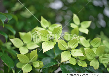 Light yellowish green evergreen pokeweed flower 53981188