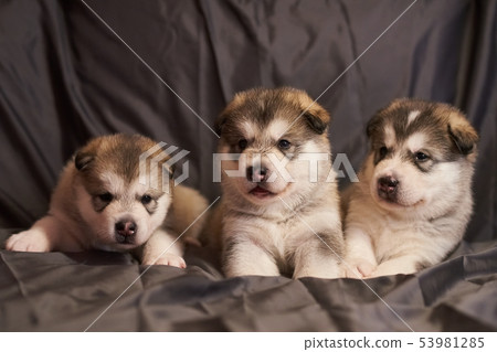 Cute grey Malamute puppies on grey background Cute grey Malamute puppies on grey background 53981285